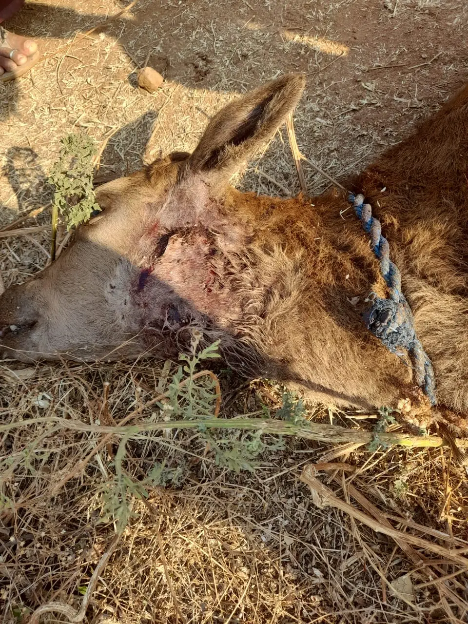 ಗ್ರಾಮಗಳಲ್ಲಿ ಪ್ರತ್ಯಕ್ಷವಾದ ಚಿರತೆಗಳು ಪ್ರಾಣ ಭಯದಲ್ಲಿರುವ ಜನರು